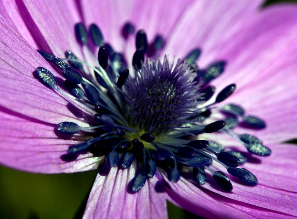 fiore di campo da identificare